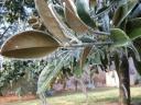 Ice covered magnolia leaves