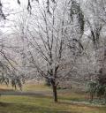 Ice Covered Tree